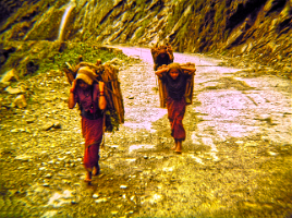 01-Collecting_Wood