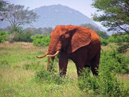 African_elephant