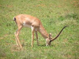 Antilope
