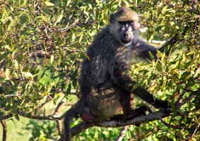Babon_in_tree