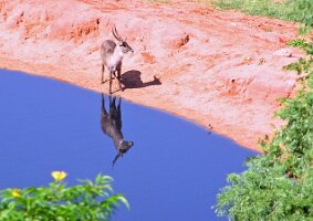 Deer_by_pool