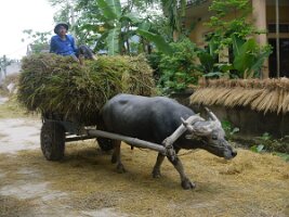 Buffelo cart